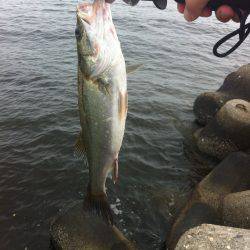 たまにはエビまくか！