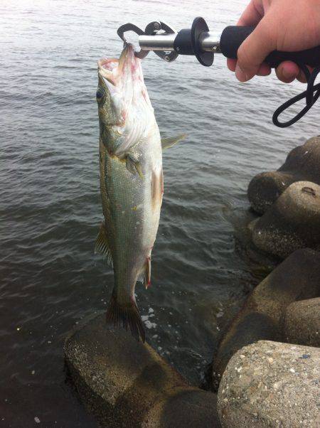 たまにはエビまくか！