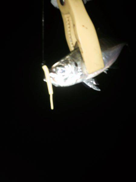 小潮アジングでタチウオ