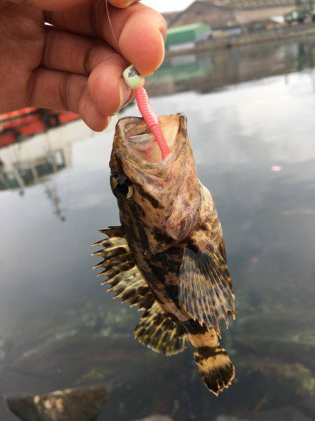 根魚ライトゲーム