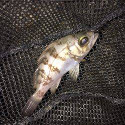 強風のメバリング