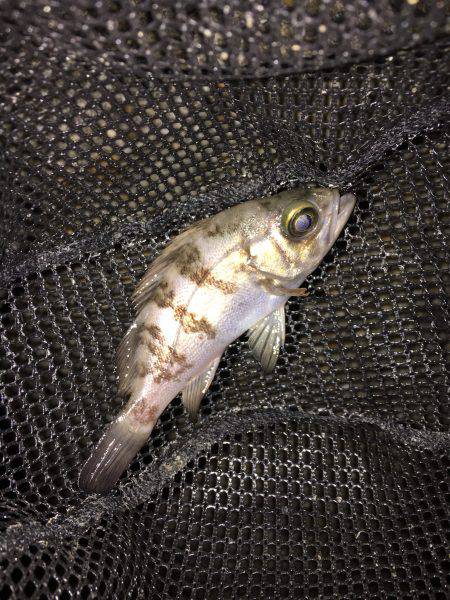 強風のメバリング