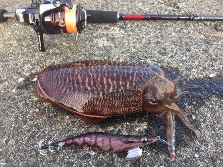 コウイカ エギング