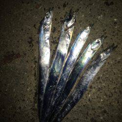 まだまだ太刀魚釣れまっせ。