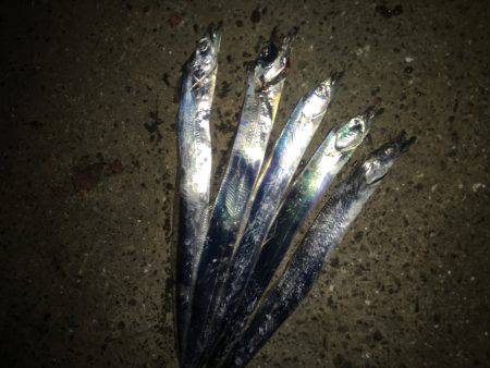 まだまだ太刀魚釣れまっせ。