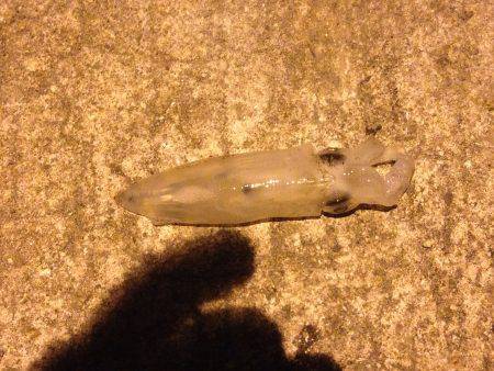 癒しのヒイカ！