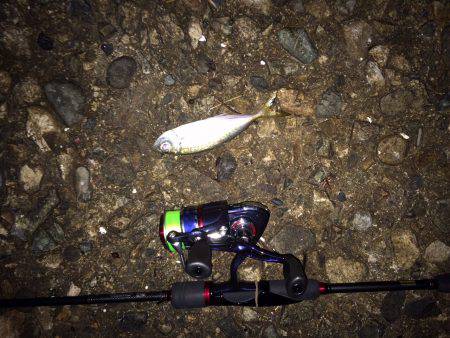 アアジング&メバリング