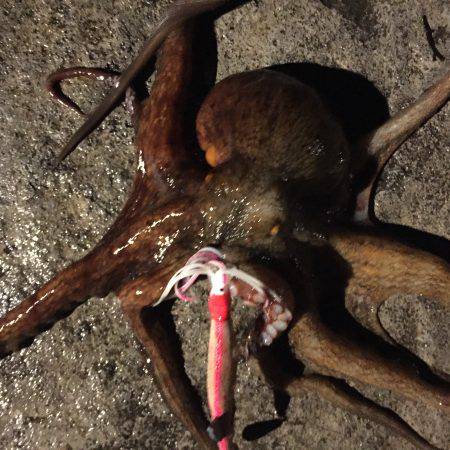 ショアジギング！オクトパッシング！