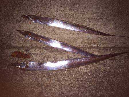 まだまだ釣れます。