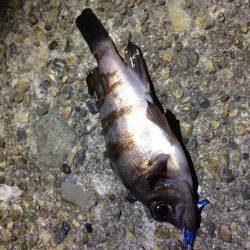 短時間釣行でした。