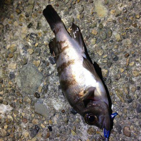 短時間釣行でした。