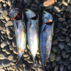 カツオ行ってきました