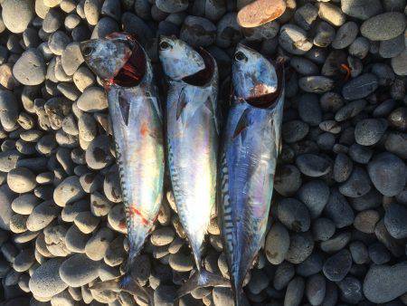 カツオ行ってきました