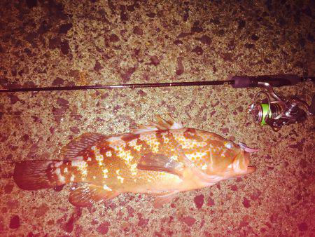 アコウを求めて・・