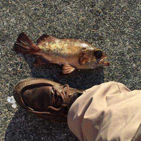 ショアジギング