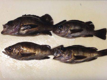 メバリング修行！