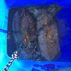 朝マヅメ狙いでズル引きエギング！