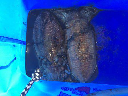 朝マヅメ狙いでズル引きエギング！