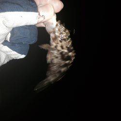 ロックフィッシュ開始。