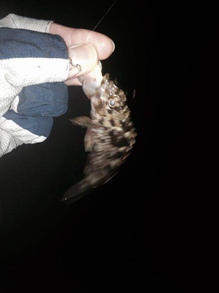 ロックフィッシュ開始。