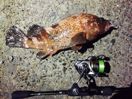 アコウを求めて