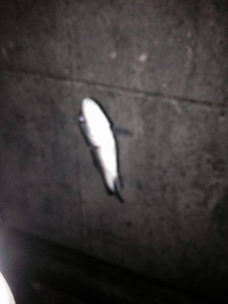 キビレスタート