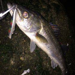 新年初シーバス♪