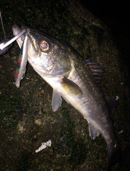 新年初シーバス♪