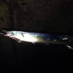 メバリングで太刀魚！