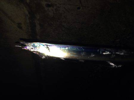 メバリングで太刀魚！