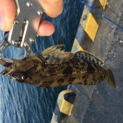 タチウオはそろそろ終わりでしょうか