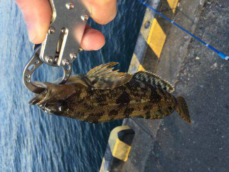 タチウオはそろそろ終わりでしょうか