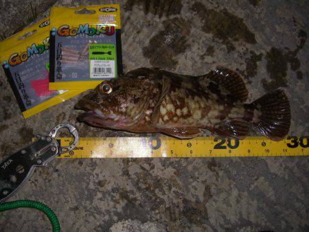 本命には振られましたが結果オーライV(^_…