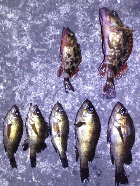 メバル調査 ふたたび！