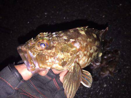 土砂降りロックフィッシュ