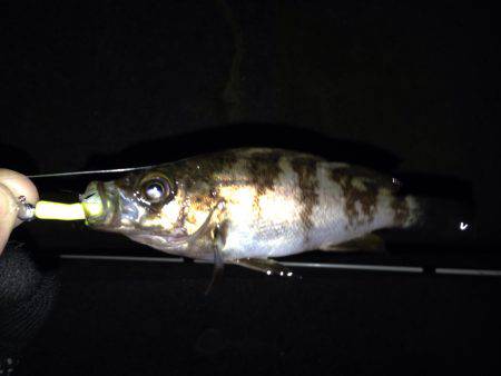 雨上がりのメバル調査！