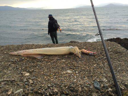 ヤリイカ＆アオリイカ