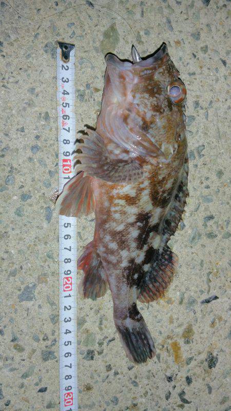 ほんまおもろいです❤ロックフィッシュゲーム…