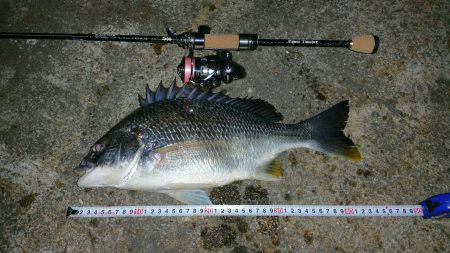 今年初キビハント