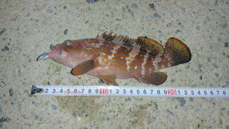 アコウハンター 初GET