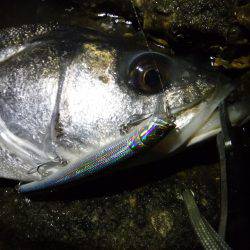 2016初ランカー♪