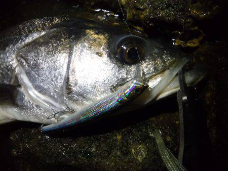 2016初ランカー♪