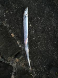 季節感の無い釣果