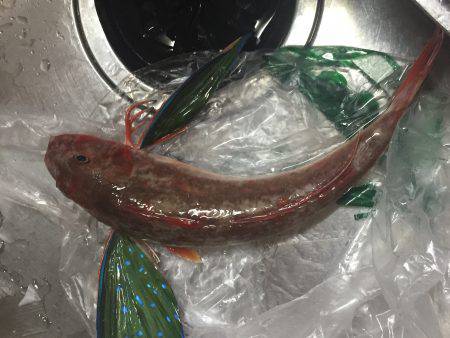 カゴでホウボウゲット