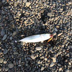 釣れたらラッキー