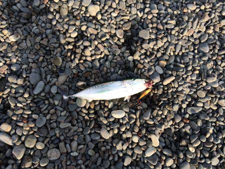 釣れたらラッキー