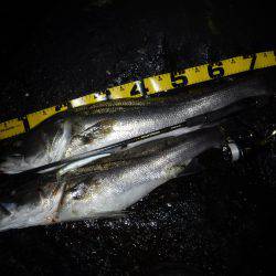 ランカーシーバス♪