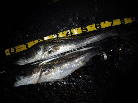 ランカーシーバス♪