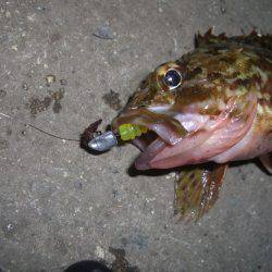 ガシラ三兄弟V(^_^)V