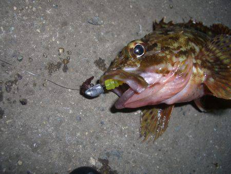 ガシラ三兄弟V(^_^)V